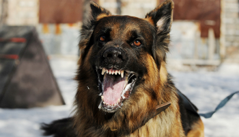 A German Shepherd dog barking